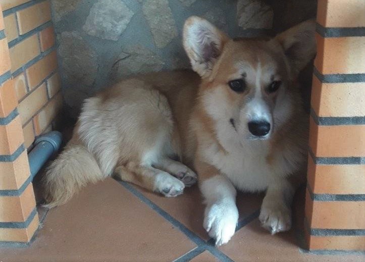 Dom Corgi boys