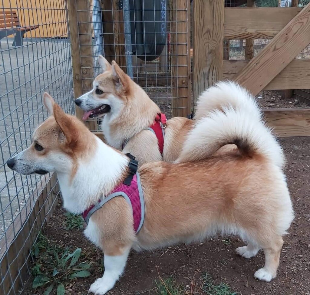 caracteristicas e personalidade Corgi Pembroke