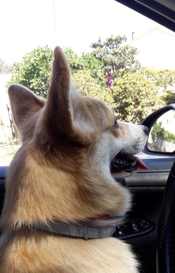 Balletcorcorgis