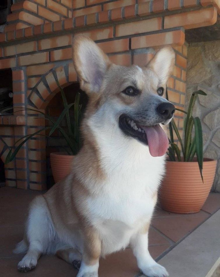 corgi girls pembroke