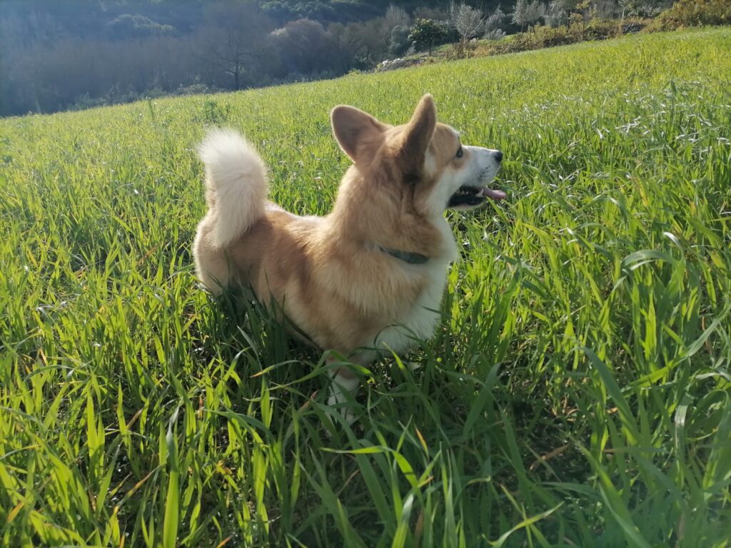 Dingo Balletcor