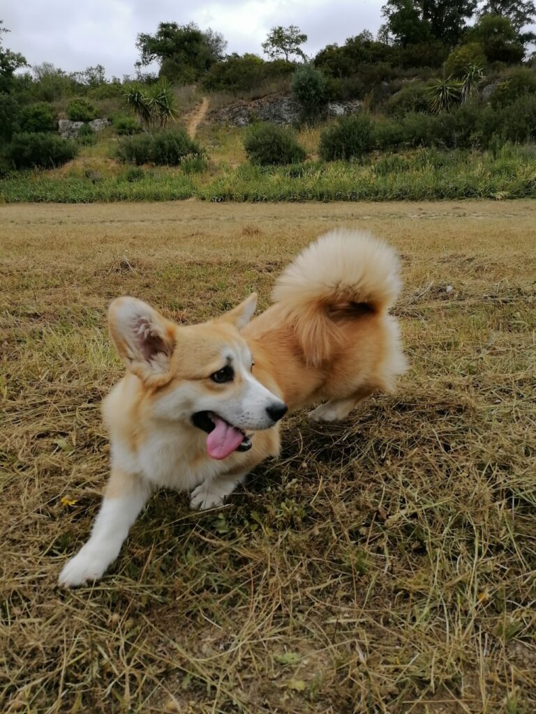Dingo Balletcor