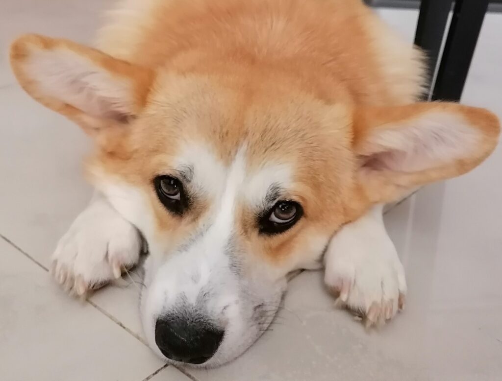 Pembroke Senior Corgi Pet