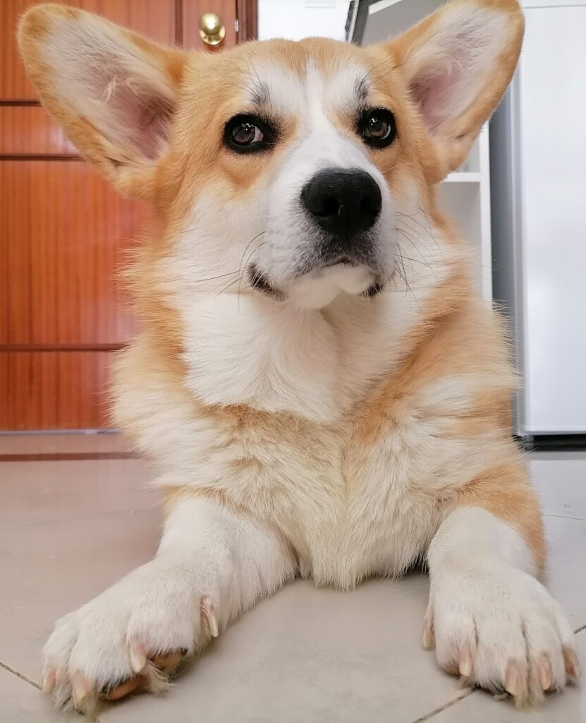 Balletcorcorgis