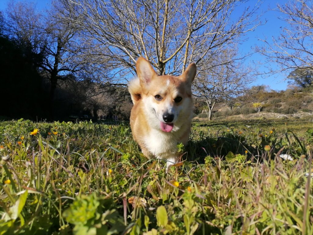 Marshemere Welsh Corgi Pembroke