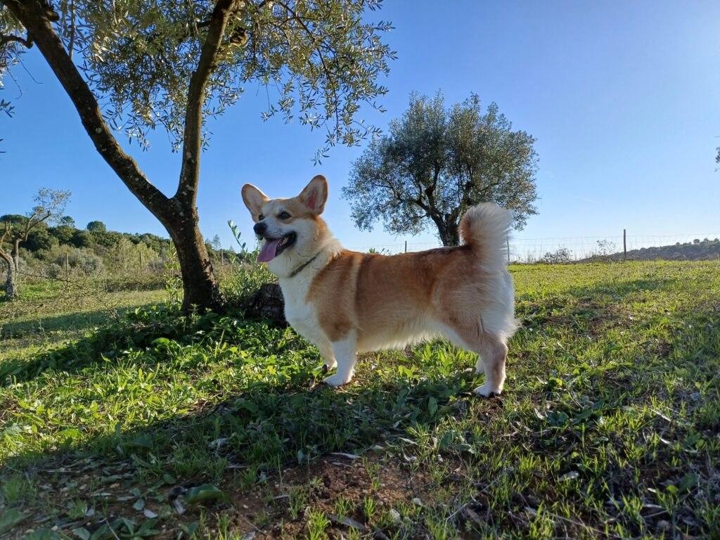 Corgis Portugal