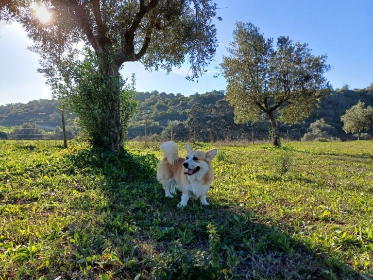 Corgis Portugal